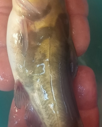 Pesci gatto melas e siluri