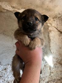 Cuccioli incrocio Border collie