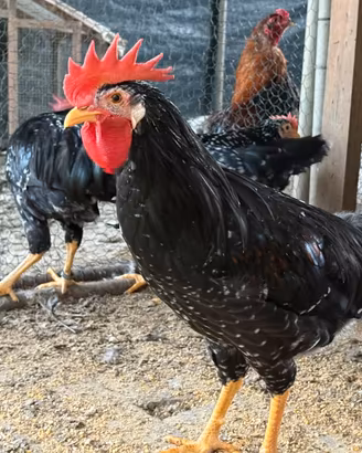 Galline ornamentali razza Ancona
