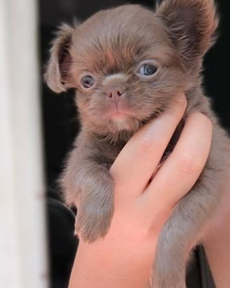 Cucciola di Chihuahua a pelo lungo Lilac