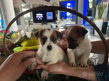 Jeak russel terrier