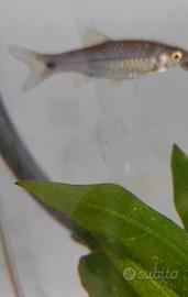 Pesce pseudo rasbora