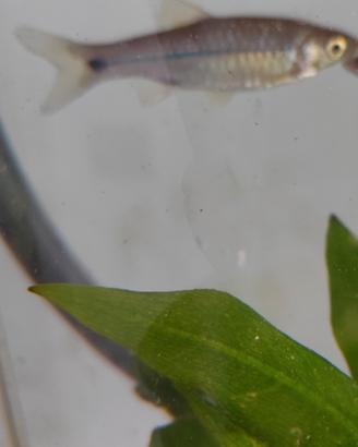 Pesce pseudo rasbora