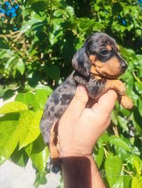 Bassotto Tedesco Cuccioli Arlecchino Silver