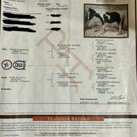 Castrone Paint Horses