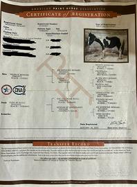 Castrone Paint Horses