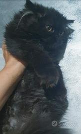 Gattina persiana nero smog