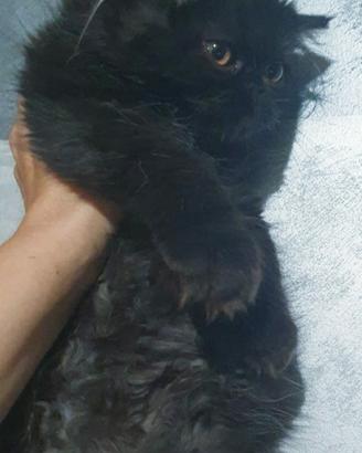 Gattina persiana nero smog