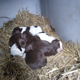 Cuccioli di bracco lagotto