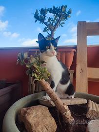 Si regalano gattini