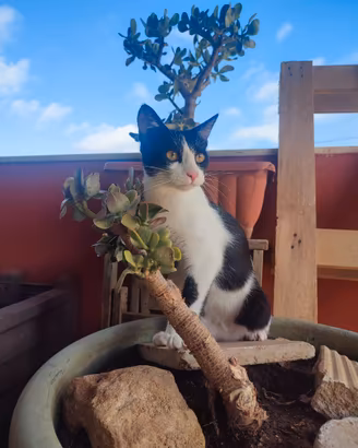 Si regalano gattini