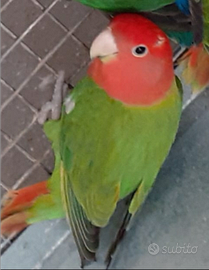 Inseparabili roseincollis femmina