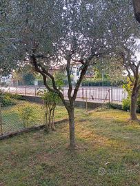 ulivo da trapiantare