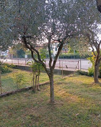 ulivo da trapiantare