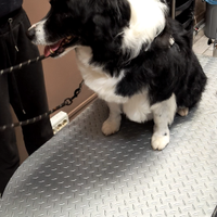 Border collie per monta con pedigree