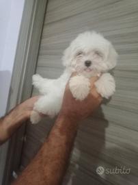 Cuccioli di Maltese