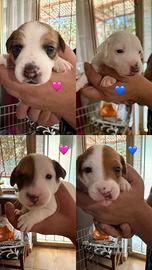 Jack russel terrier