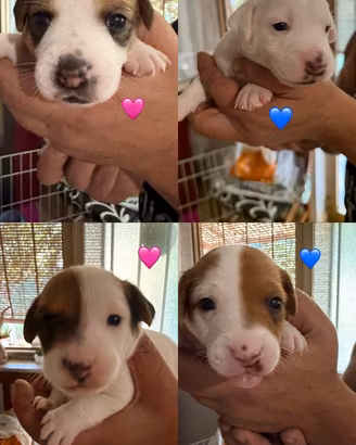 Jack russel terrier