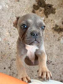 Bulldog francese