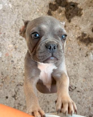 Bulldog francese