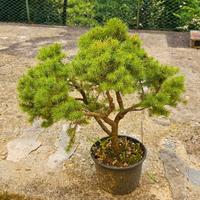 Prebonsai abete rosso Alberta