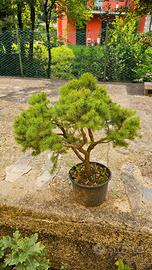 Prebonsai abete rosso Alberta