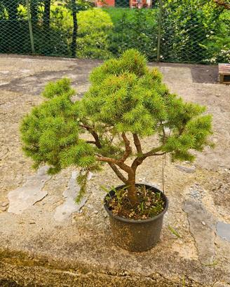 Prebonsai abete rosso Alberta