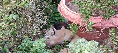 tenerissimi gattini