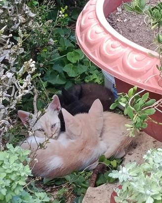 tenerissimi gattini