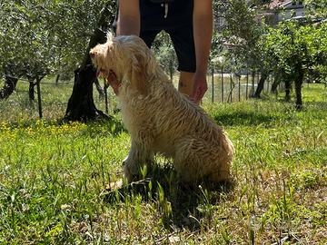 Spinone Italiano (Cucciolona)