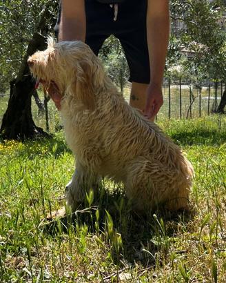 Spinone Italiano (Cucciolona)