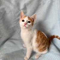 Gattino bianco rosso