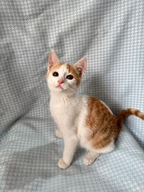 Gattino bianco rosso