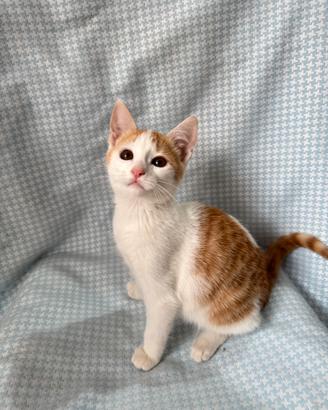 Gattino bianco rosso