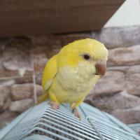 Femmina parrocchetto monaco