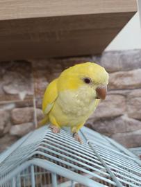 Femmina parrocchetto monaco