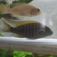 Ciclidi africani aulonocara