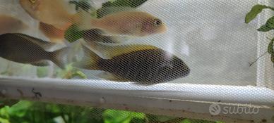 Ciclidi africani aulonocara