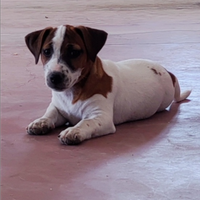 Jack Russell Terrier