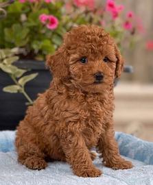 BARBONCINO TOY - BARBONCINI NANI ROSSI cuccioli