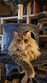 Vendita gatto siberiano