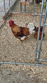 Gallo