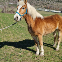 Cavalla haflinger