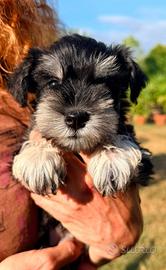 Schnauzer nano nero e argento I Mini Schnauzer