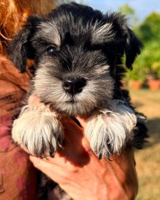 Schnauzer nano nero e argento I Mini Schnauzer