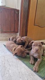 4 pitbull femmina