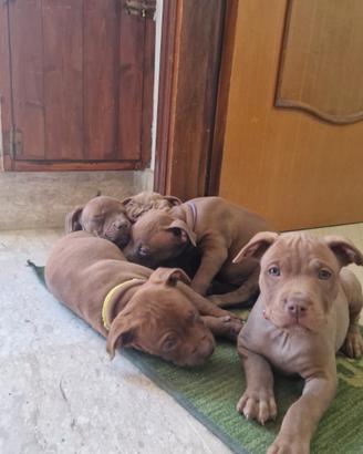 4 pitbull femmina