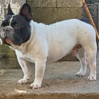 Disponibile per monta