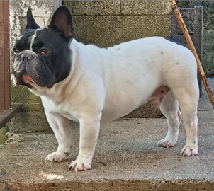 Disponibile per monta