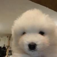 Cuccioli di samoiedo